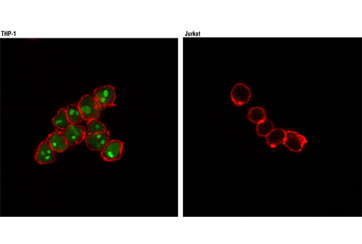  Confocal immunofluorescent analysis of THP-1 cells (left) and Jurkat cells (right) using MNDA (3C1) Rat mAb (Alexa Fluor® 488 Conjugate) (green). Actin filaments were labeled with DY-554 phalloidin (red).