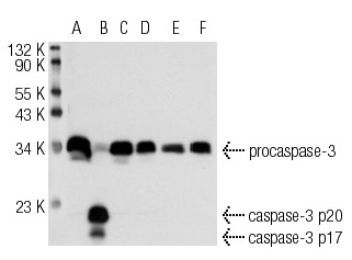  caspase-3 p17 (31A1067): sc-56053. Western blot analysis of caspase-3 expression in CCRF-CEM (A), HuT 78 (B), CCRF-HSB-2 (C), PC-3 (D), HeLa (E) and U-698-M (F) whole cell lysates.