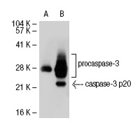  caspase-3 (31A1067): sc-56053. Western blot analysis of caspase-3 expression in non-transfected: sc-117752 (A) and human caspase-3 transfected: sc-113427 (B) 293T whole cell lysates.