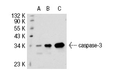  caspase-3 (31A1067): sc-56053. Western blot analysis of caspase-3 expression in non-transfected 293T: sc-117752 (A), human caspase-3 transfected 293T: sc-113427 (B) and Jurkat (C) whole cell lysates.