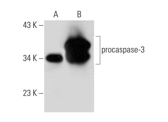  caspase-3 (31A1067): sc-56053. Western blot analysis of caspase-3 expression in non-transfected: sc-117752 (A) and human caspase-3 transfected: sc-176342 (B) 293T whole cell lysates.