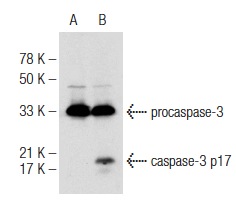  caspase-3 (31A1067): sc-56053. Western blot analysis of caspase-3 expression in untreated (A) and Staurosporine (sc-3510) treated (B) HeLa whole cell lysates. Note cleaved caspase-3 expression in lane B.