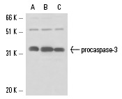  caspase-3 (3C119): sc-70497. Western blot analysis of caspase-3 expression in non-transfected: sc-117752 (A) and human caspase-3 transfected: sc-113427 (B) 293T whole cell lysates.