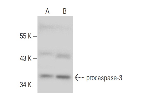  caspase-3 (3C119): sc-70497. Western blot analysis of caspase-3 expression in non-transfected: sc-117752 (A) and human caspase-3 transfected: sc-176260 (B) 293T whole cell lysates.