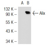  Alix (2H12): sc-53539. Western blot analysis of Alix expression in non-transfected: sc-117752 (A) and mouse Alix transfected: sc-118358 (B) 293T whole cell lysates.