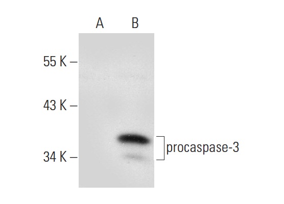  caspase-3 (3C119): sc-70497. Western blot analysis of caspase-3 expression in non-transfected: sc-117752 (A) and human caspase-3 transfected: sc-176342 (B) 293T whole cell lysates.