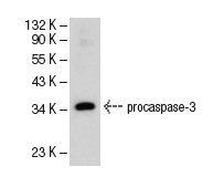  caspase-3 (3C119): sc-70497. Western blot analysis of caspase-3 expression in CCRF-CEM whole cell lysate.