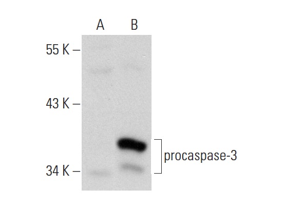  caspase-3 (3F49): sc-70498. Western blot analysis of caspase-3 expression in non-transfected: sc-117752 (A) and human caspase-3 transfected: sc-176342 (B) 293T whole cell lysates.