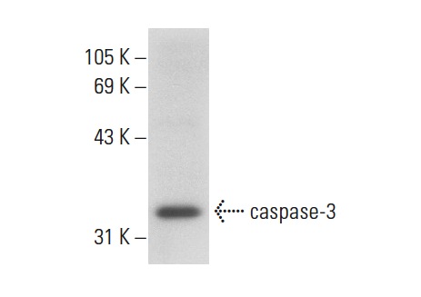  caspase-3 (3F49): sc-70498. Western blot analysis of caspase-3 expression in Jurkat whole cell lysate.