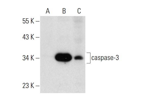  caspase-3 (46): sc-136219. Western blot analysis of caspase-3 expression in non-transfected 293T: sc-117752 (A), human caspase-3 transfected 293T: sc-113427 (B) and Jurkat (C) whole cell lysates.