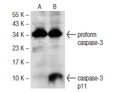  caspase-3 p11 (C-6): sc-271759. Western blot analysis of cleaved caspase-3 p11 expression in untreated (A) and Etoposide (sc-3512) treated (B) Jurkat whole cell lysates. Note cleaved caspase-3 p11 expression in lane B.