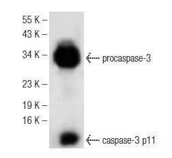  caspase-3 p11 (C-6): sc-271759. Western blot analysis of caspase-3 p11 expression in Jurkat whole cell lysate.