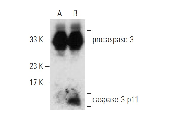  caspase-3 p11 (C-6): sc-271759. Western blot analysis of cleaved caspase-3 p11 expression in untreated (A) and Staurosporine (sc-3510) treated (B) Jurkat whole cell lysates. Note upregulation of caspase-3 p11 expression in lane B.