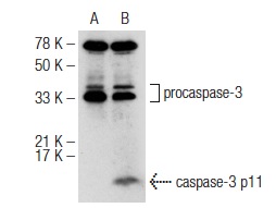  caspase-3 p11 (C-6): sc-271759. Western blot analysis of caspase-3 p11 expression in untreated (A) and Staurosporine (sc-3510) treated (B) HeLa whole cell lysates. Note upregulation of caspase-3 p11 expression in lane B.