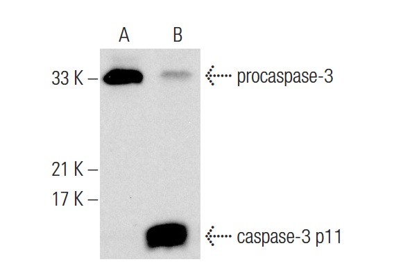  caspase-3 p11 (C-6): sc-271759. Western blot analysis of caspase-3 p11 cleavage in untreated (A) and Staurosporine (sc-3510) treated (B) Jurkat whole cell lysates. Note caspase-3 p11 cleavage product expression in lane B.