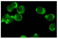  caspase-3 p11 (K-19): sc-1224. Immunofluorescence staining of methanol-fixed HuT 78 cells showing cytoplasmic staining.