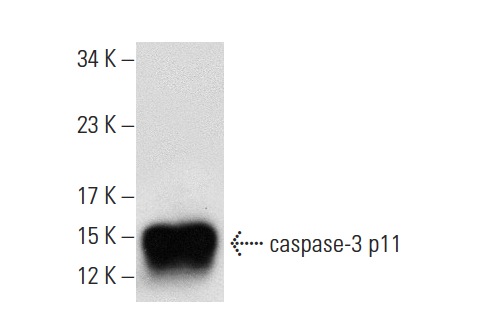  caspase-3 p11 (K-19): sc-1224. Western blot analysis of human recombinant caspase-3.