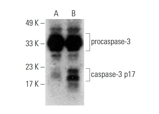  caspase-3 p17 (B-4): sc-271028. Western blot analysis of cleaved caspase-3 p17 expression in untreated (A) and Staurosporine (sc-3510) treated (B) Jurkat whole cell lysates. Note upregulation of caspase-3 p17 expression in lane B.