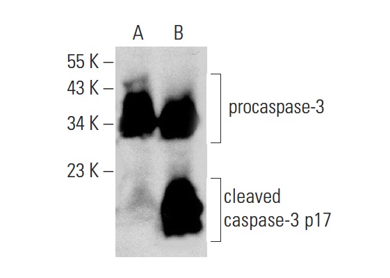  caspase-3 p17 (B-4): sc-271028. Western blot analysis of cleaved caspase-3 p17 expression in untreated (A) and Kendomycin (sc-202196) treated (B) U-937 whole cell lysates. Note cleave of caspase-3 p17 expression in lane B.