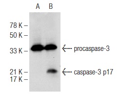  caspase-3 p17 (B-4): sc-271028. Western blot analysis of caspase-3 p17 expression in untreated (A) and Staurosporine (sc-3510) treated (B) HeLa whole cell lysates. Note cleaved caspase-3 p17 expression in lane B.