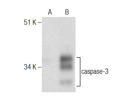  caspase-3 p17 (B-4): sc-271028. Western blot analysis of caspase-3 expression in non-transfected: sc-117752 (A) and human caspase-3 transfected: sc-113427 (B) 293T whole cell lysates.