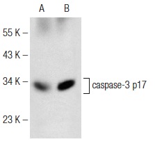  caspase-3 p17 (D-12): sc-373730. Western blot analysis of caspase-3 p17 expression in CCRF-CEM (A) and Jurkat (B) whole cell lysates.