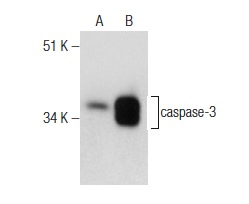  caspase-3 p17 (D-12): sc-373730. Western blot analysis of caspase-3 expression in non-transfected: sc-117752 (A) and human caspase-3 transfected: sc-113427 (B) 293T whole cell lysates.