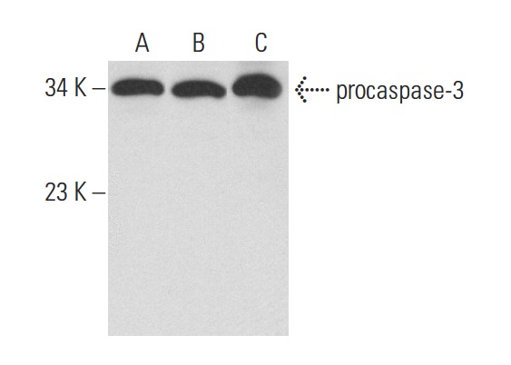  caspase-3 p17 (H-60): sc-98785. Western blot analysis of caspase-3  expression in CCRF-CEM (A), Jurkat (B) and CCRF-HSB-2 (C) whole cell lysates.