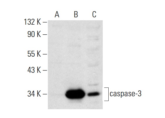  caspase-3 p17 (H-60): sc-98785. Western blot analysis of caspase-3 expression in non-transfected 293T: sc-117752 (A), human caspase-3 transfected 293T: sc-113427 (B) and Jurkat (C) whole cell lysates.