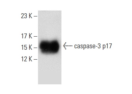  caspase-3 p17 (S-19): sc-22139. Western blot analysis of human recombinant caspase-3.