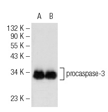  caspase-3 p17 (G-5): sc-166589. Western blot analysis of procaspase-3 expression in CCRF-CEM (A) and Jurkat (B) whole cell lysates.