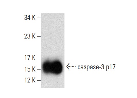  caspase-3 p17 (T-20): sc-22140. Western blot analysis of human recombinant caspase-3.