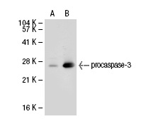  caspase-3 p20 (N-19): sc-1226. Western blot analysis of caspase-3 expression in non-transfected: sc-117752 (A) and human caspase-3 transfected: sc-113427 (B) 293T whole cell lysates.