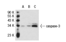  caspase-3 p20 (N-19): sc-1226. Western blot analysis of caspase-3 expression in non-transfected 293T: sc-117752 (A), human caspase-3 transfected 293T: sc-113427 (B) and Jurkat (C) whole cell lysates.