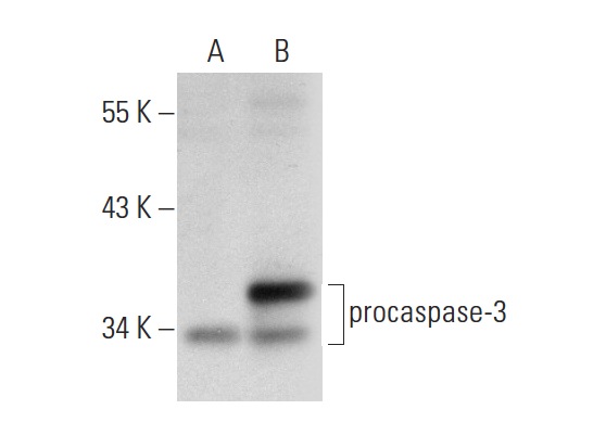  caspase-3 p20 (N-19): sc-1226. Western blot analysis of caspase-3 expression in non-transfected: sc-117752 (A) and human caspase-3 transfected: sc-176342 (B) 293T whole cell lysates.