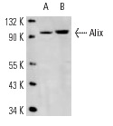  Alix (3A9): sc-53538. Western blot analysis of Alix expression in K-562 (A) and U-937 (B) nuclear extracts.