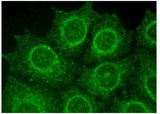  caspase-3 p20 (N-19): sc-1226. Immunofluorescence staining of methanol-fixed HeLa cells showing cytoplasmic localization.