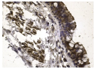  caspase-3 p20 (N-19): sc-1226. Immunoperoxidase staining of formalin fixed, paraffin-embedded human bronchus tissue showing cytoplasmic staining of respiratory epithelial cells.