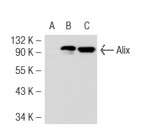  Alix (3A9): sc-53538. Western blot analysis of Alix expression in non-transfected 293T: sc-117752 (A), mouse Alix transfected 293T: sc-118358 (B) and K-562 (C) whole cell lysates.