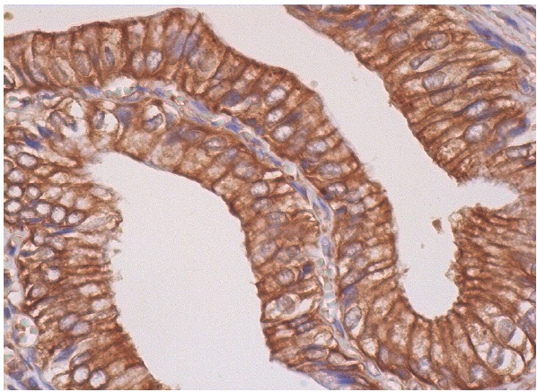  Alix (3A9): sc-53538. Immunoperoxidase staining of formalin fixed, paraffin-embedded human gall bladder tissue showing cytoplasmic and membrane staining of glandular cells.