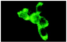  caspase-7 (C-18): sc-6138. Immunofluorescence staining of methanol-fixed NIH/3T3 cells showing cytoplasmic localization.