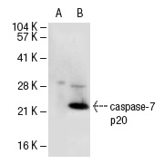  caspase-7 (C-18): sc-6138. Western blot analysis of caspase-7 expression in non-transfected: sc-110760 (A) and human caspase-7 transfected: sc-112228 (B) 293 whole cell lysates.