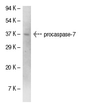  caspase-7 (C-18): sc-6138. Western blot analysis of caspase-7 expression in ALL-SIL whole cell lysate. 