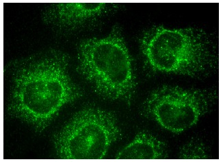  caspase-7 (C-18): sc-6138. Immunofluorescence staining of methanol-fixed HeLa cells showing cytoplasmic localization.