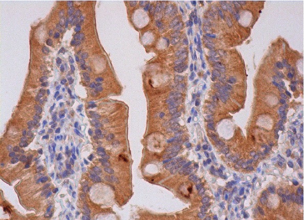  caspase-7 (C-18): sc-6138. Immunoperoxidase staining of formalin fixed, paraffin-embedded human duodenum tissue showing cytoplasmic staining of glandular cells.