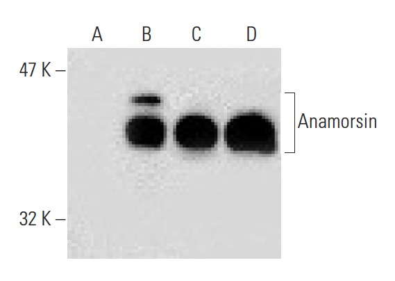  Anamorsin (A-3): sc-271298. Western blot analysis of Anamorsin expression in non-transfected 293T: sc-117752 (A), human Anamorsin transfected 293T: sc-176830 (B), MIA PaCa-2 (C) and HeLa (D) whole cell lysates.