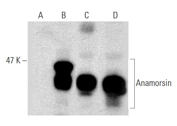  Anamorsin (FL-312): sc-134449. Western blot analysis of Anamorsin expression in non-transfected 293T: sc-117752 (A), human Anamorsin transfected 293T: sc-176830 (B), MIA PaCa-2 (C) and HeLa (D) whole cell lysates.