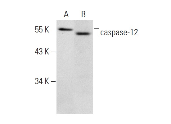  caspase-12 (K-18): sc-70227. Western blot analysis of caspase-12 expression in 293T (A) and UV treated NIH/3T3 (B) whole cell lysates.