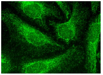  caspase-12 (K-18): sc-70227. Immunofluorescence staining of formalin-fixed HeLa cells showing cytoplasmic localization.