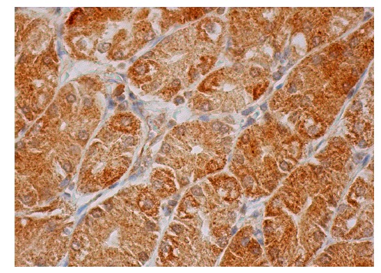  caspase-12 (K-18): sc-70227. Immunoperoxidase staining of formalin fixed, paraffin-embedded human lower stomach tissue showing cytoplasmic staining of glandular cells.